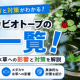 メダカビオトープの虫一覧!メダカや水草への影響と対策を解説