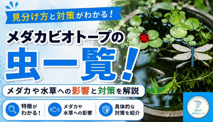 メダカビオトープの虫一覧！メダカや水草への影響と対策を解説