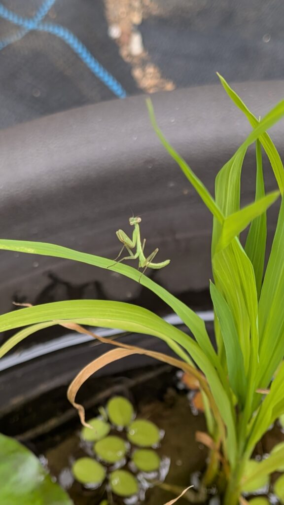 カマキリの幼体