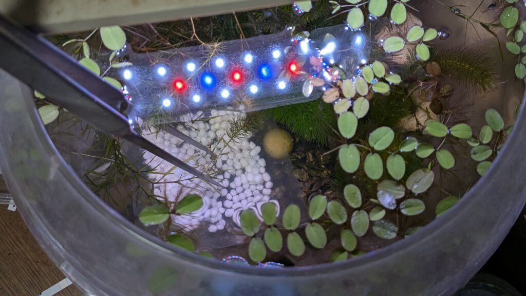 メダカ元気 生きたプランクトンフード