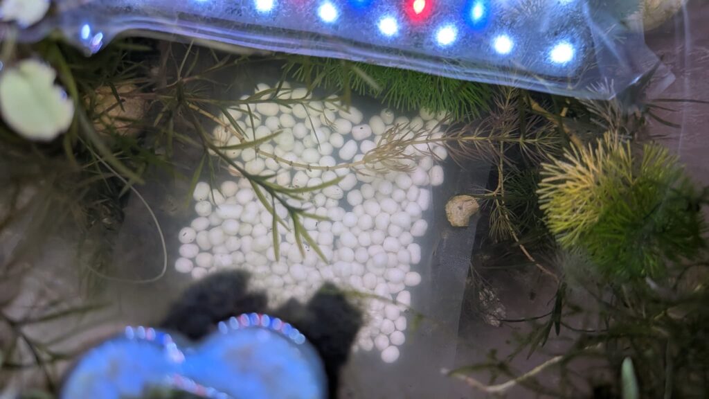GEXメダカ元気 生きたプランクトンフード