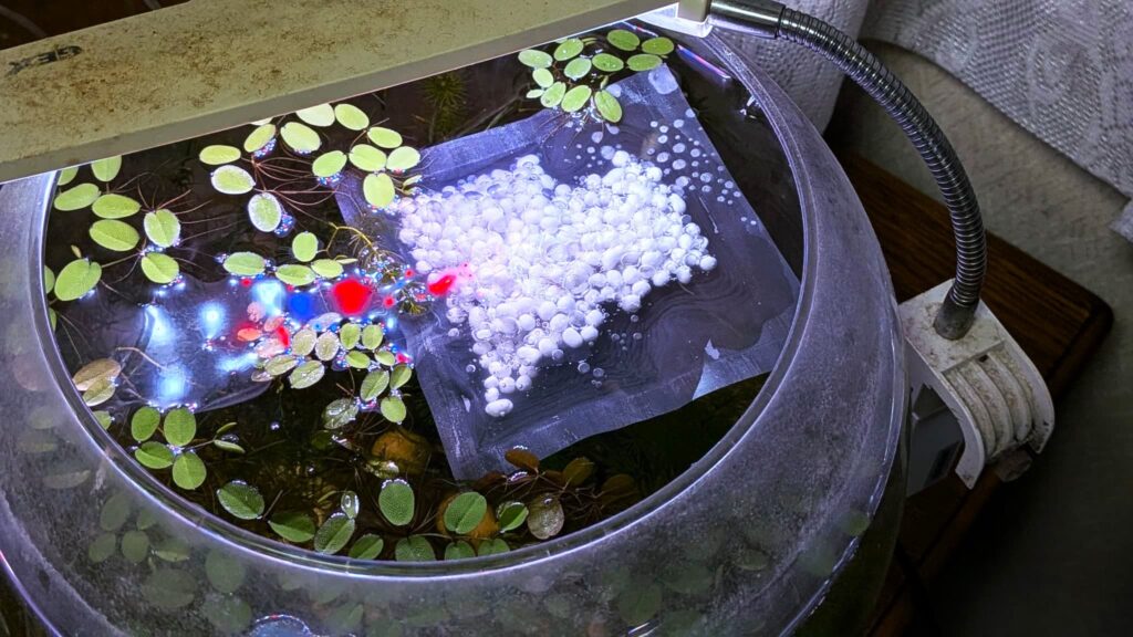GEXメダカ元気 生きたプランクトンフード